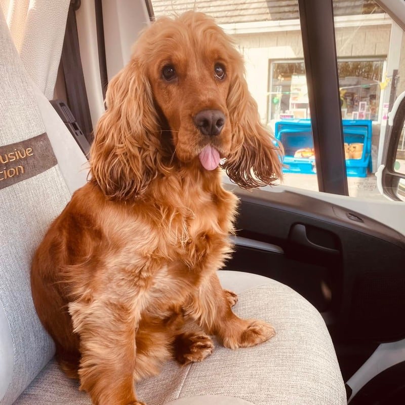 Dog Friendly Motorhome Leasing in Ireland